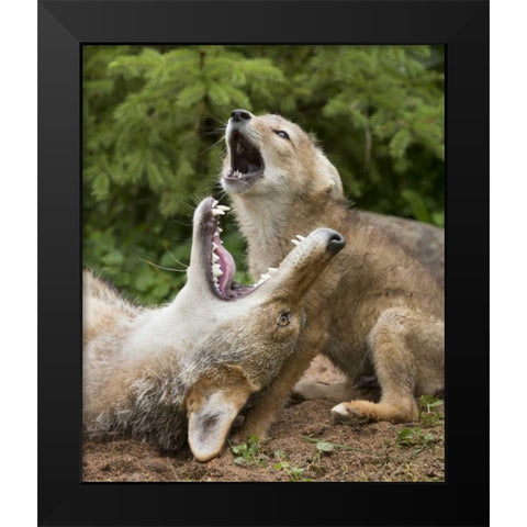 Minnesota, Sandstone Coyote and pup howling Black Modern Wood Framed Art Print by Kaveney, Wendy