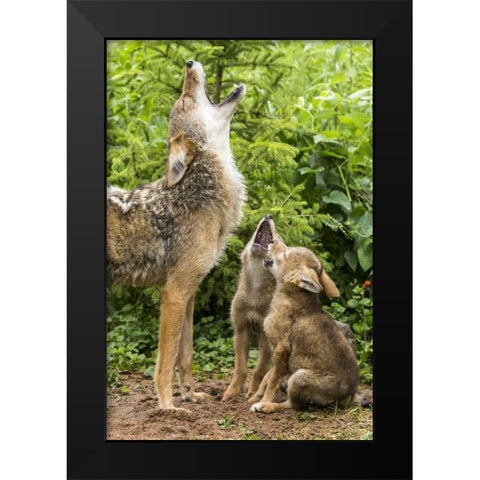 Minnesota, Sandstone Coyote mother and pups howl Black Modern Wood Framed Art Print by Kaveney, Wendy