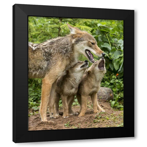 Minnesota Coyote mother and pups begin howling Black Modern Wood Framed Art Print with Double Matting by Kaveney, Wendy