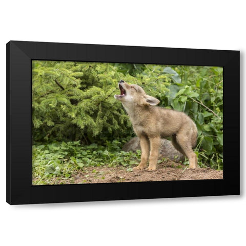 Minnesota, Sandstone Howling coyote pup Black Modern Wood Framed Art Print by Kaveney, Wendy