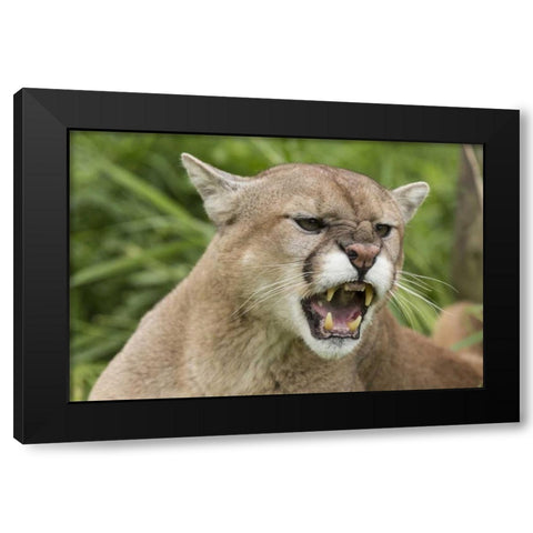 Minnesota, Sandstone Snarling cougar Black Modern Wood Framed Art Print by Kaveney, Wendy