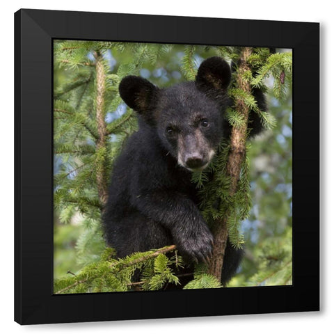 Minnesota, Sandstone Black bear cub in a tree Black Modern Wood Framed Art Print with Double Matting by Kaveney, Wendy