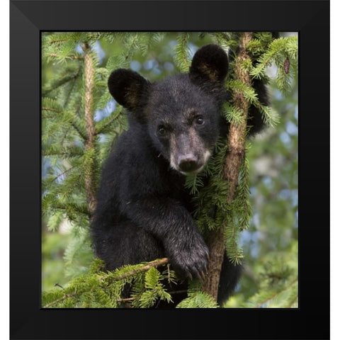 Minnesota, Sandstone Black bear cub in a tree Black Modern Wood Framed Art Print by Kaveney, Wendy