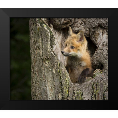 Minnesota, Sandstone Red Fox in a hollow tree Black Modern Wood Framed Art Print by Kaveney, Wendy