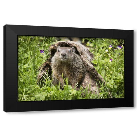 Minnesota, Sandstone Groundhog in a hollow log Black Modern Wood Framed Art Print by Kaveney, Wendy
