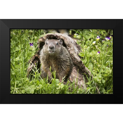 Minnesota, Sandstone Groundhog in a hollow log Black Modern Wood Framed Art Print by Kaveney, Wendy