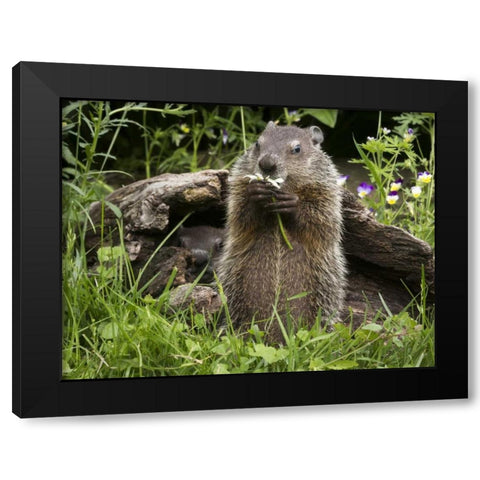 Minnesota, Sandstone Groundhog eating a flower Black Modern Wood Framed Art Print by Kaveney, Wendy