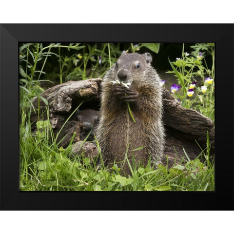 Minnesota, Sandstone Groundhog eating a flower Black Modern Wood Framed Art Print by Kaveney, Wendy