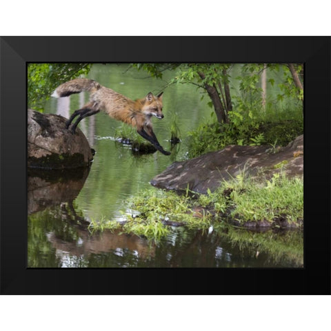 Minnesota, Sandstone Red fox leaping Black Modern Wood Framed Art Print by Kaveney, Wendy