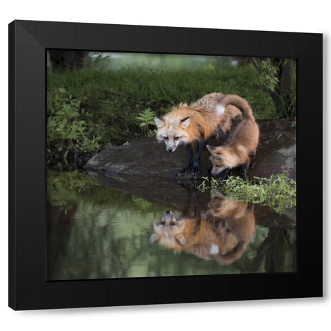 Minnesota, Sandstone Red fox and kit Black Modern Wood Framed Art Print with Double Matting by Kaveney, Wendy