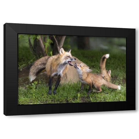 Minnesota, Sandstone Red fox and pup interacting Black Modern Wood Framed Art Print with Double Matting by Kaveney, Wendy