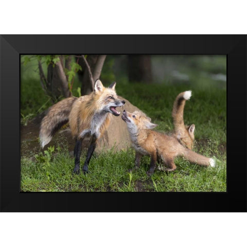 Minnesota, Sandstone Red fox and pup interacting Black Modern Wood Framed Art Print by Kaveney, Wendy