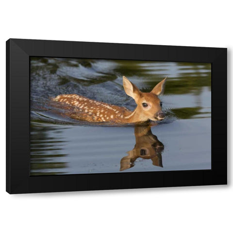 Minnesota White-tailed deer fawn swimming Black Modern Wood Framed Art Print by Kaveney, Wendy