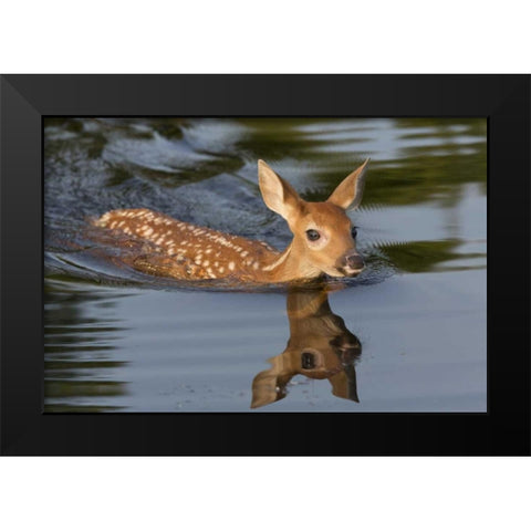 Minnesota White-tailed deer fawn swimming Black Modern Wood Framed Art Print by Kaveney, Wendy
