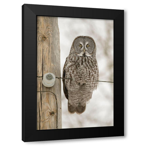 Minnesota-Sax-Zim Bog Great gray owl on power line  Black Modern Wood Framed Art Print by Jaynes Gallery
