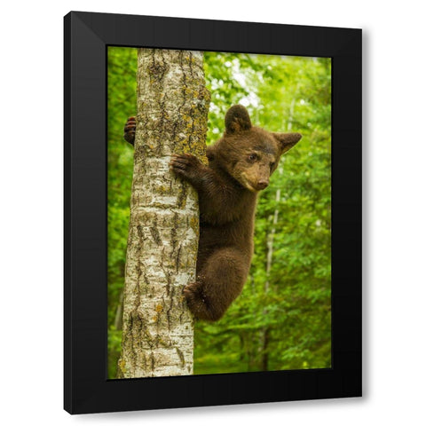 Minnesota-Pine County Black bear cub climbing tree  Black Modern Wood Framed Art Print by Jaynes Gallery