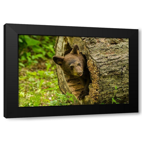 Minnesota-black bear cub-captive Black Modern Wood Framed Art Print by Jaynes Gallery