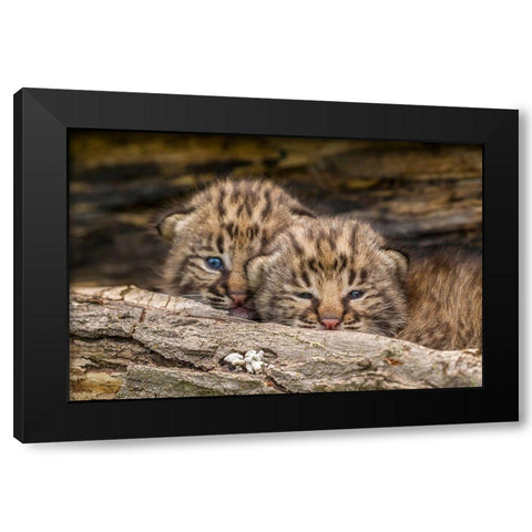 Minnesota-Pine County Bobcat kittens close-up  Black Modern Wood Framed Art Print with Double Matting by Jaynes Gallery