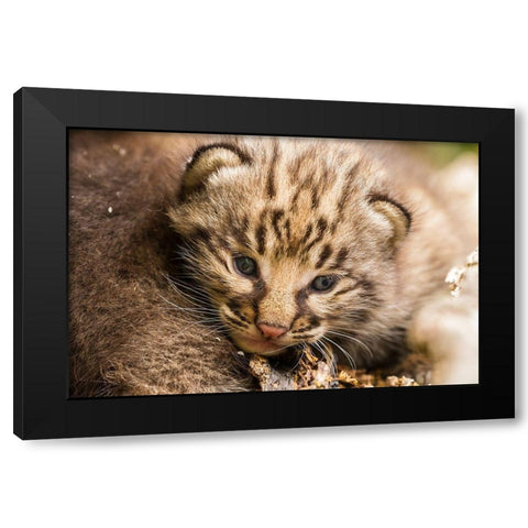 Minnesota-Pine County Bobcat kitten close-up  Black Modern Wood Framed Art Print with Double Matting by Jaynes Gallery