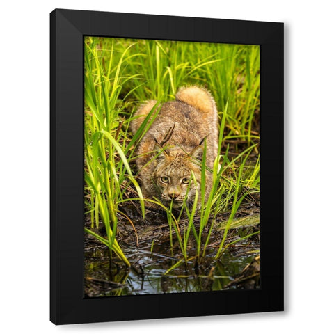 Minnesota-Pine County Lynx close-up  Black Modern Wood Framed Art Print with Double Matting by Jaynes Gallery