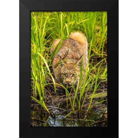 Minnesota-Pine County Lynx close-up  Black Modern Wood Framed Art Print by Jaynes Gallery