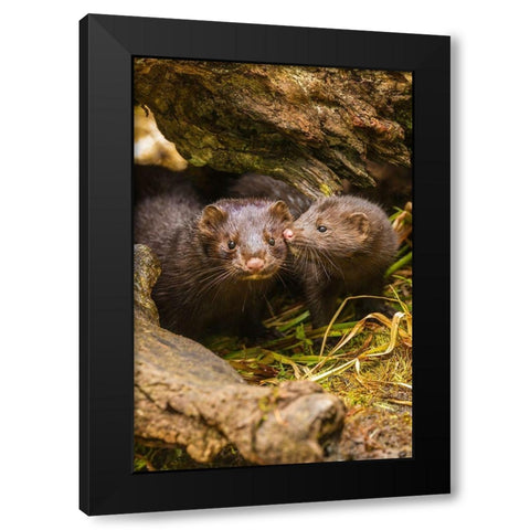 Minnesota-Pine County Mink mother and pup in log  Black Modern Wood Framed Art Print by Jaynes Gallery