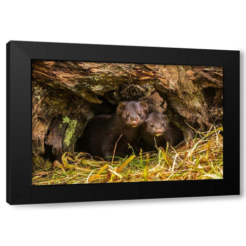 Minnesota-mink in log-captive Black Modern Wood Framed Art Print with Double Matting by Jaynes Gallery