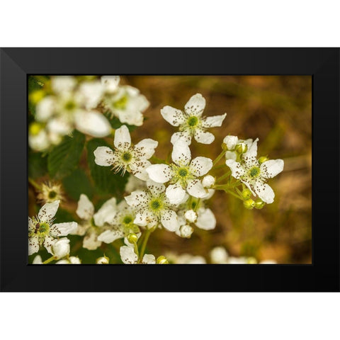 Minnesota-Pine County-blackberry blossoms Black Modern Wood Framed Art Print by Jaynes Gallery