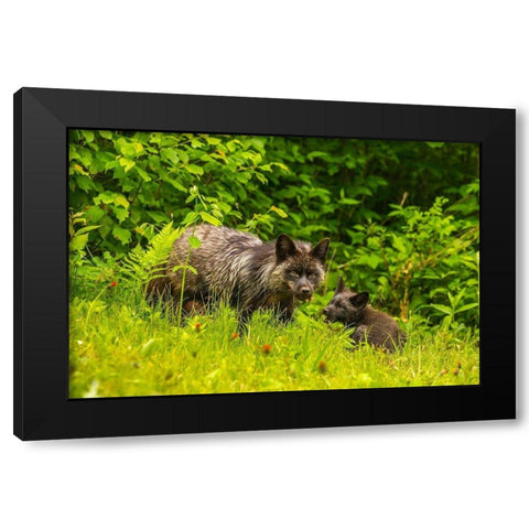Minnesota-red fox-adult and pup-captive-black morph Black Modern Wood Framed Art Print with Double Matting by Jaynes Gallery