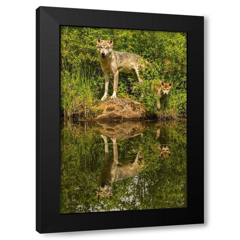 Minnesota-Pine County Wolf and pup reflect in pond  Black Modern Wood Framed Art Print by Jaynes Gallery