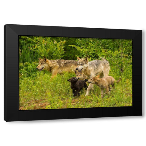 Minnesota-Pine County Adult wolves and pups  Black Modern Wood Framed Art Print with Double Matting by Jaynes Gallery
