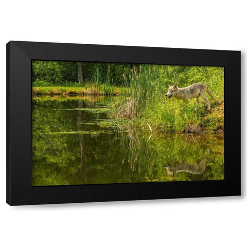 Minnesota-Pine County Wolf reflects in pond  Black Modern Wood Framed Art Print with Double Matting by Jaynes Gallery