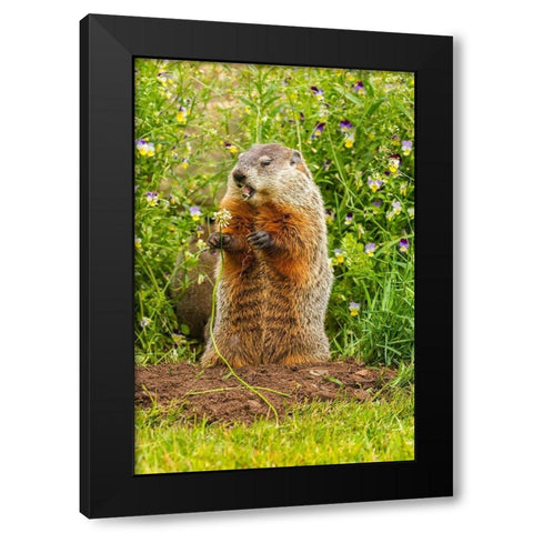 Minnesota-woodchuck eating-captive Black Modern Wood Framed Art Print with Double Matting by Jaynes Gallery