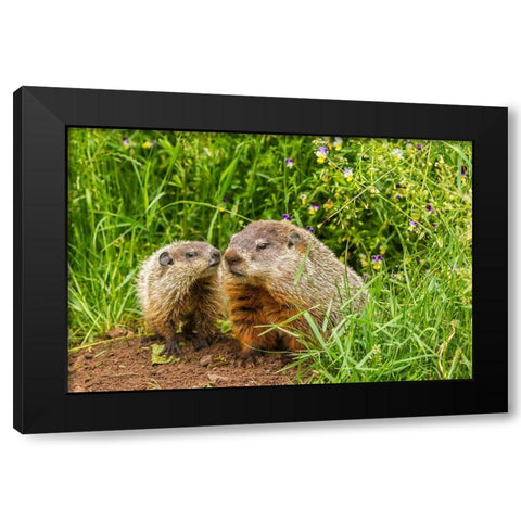 Minnesota-Pine County Adult woodchuck and kits  Black Modern Wood Framed Art Print by Jaynes Gallery