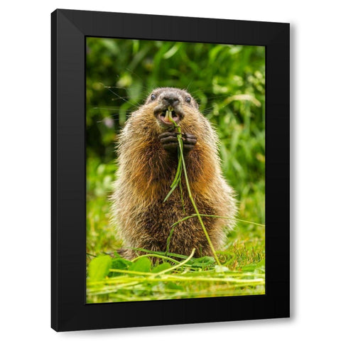 Minnesota-Pine County Adult woodchuck eating  Black Modern Wood Framed Art Print by Jaynes Gallery