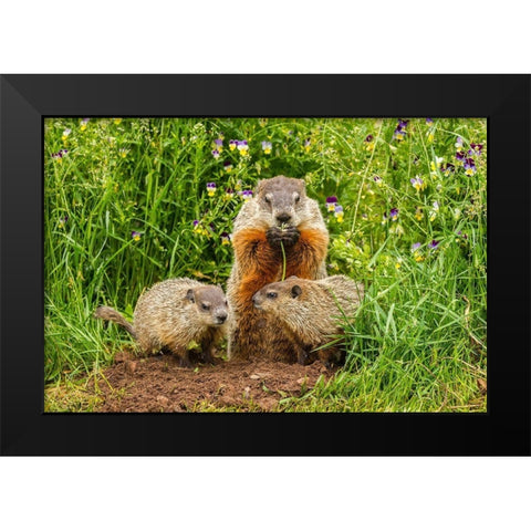Minnesota-Pine County Adult woodchuck eating and kits  Black Modern Wood Framed Art Print by Jaynes Gallery