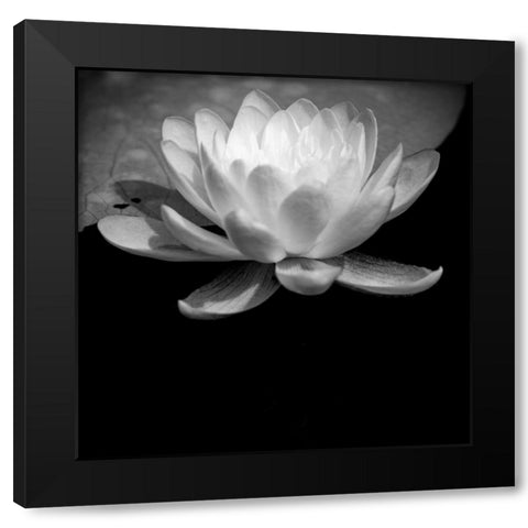 USA-Minnesota-La Salle Lake State Recration Area-La Salle Creek-Water Lilly Black Modern Wood Framed Art Print by Hawkins, Peter