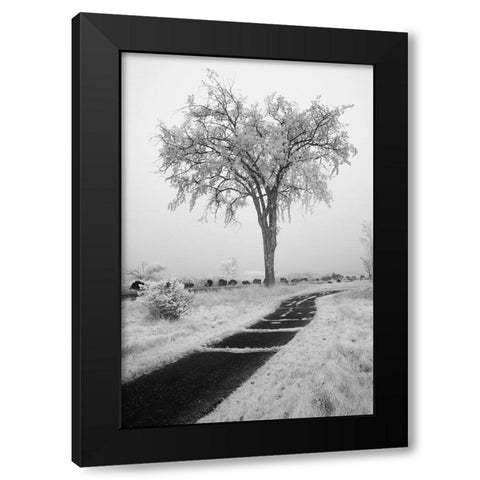 USA-Minnesota-Duluth-Park Point-Boardwalk over Dunes Black Modern Wood Framed Art Print by Hawkins, Peter