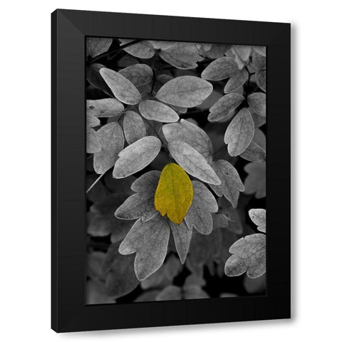 USA-Minnsota-Duluth-Fall Color Black Modern Wood Framed Art Print with Double Matting by Hawkins, Peter