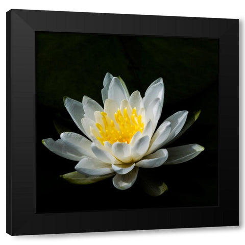 USA-Minnesota-La Salle Lake State Recration Area-La Salle Creek-Water Lilly Black Modern Wood Framed Art Print by Hawkins, Peter