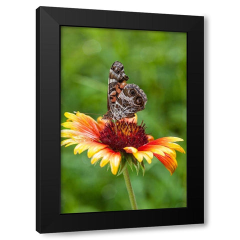 A Virginia Lady butterfly lands on Gaillardia Black Modern Wood Framed Art Print by Richardson, Larry