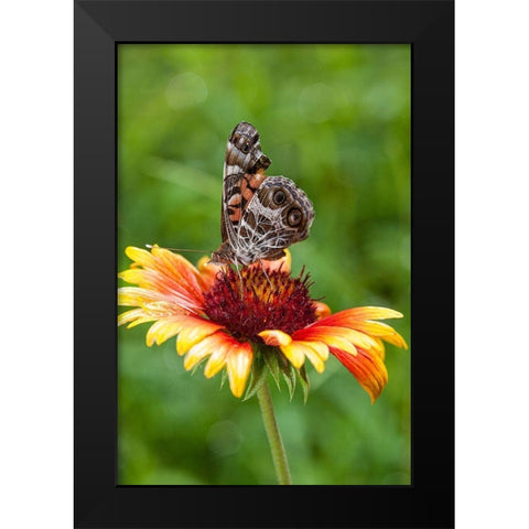 A Virginia Lady butterfly lands on Gaillardia Black Modern Wood Framed Art Print by Richardson, Larry