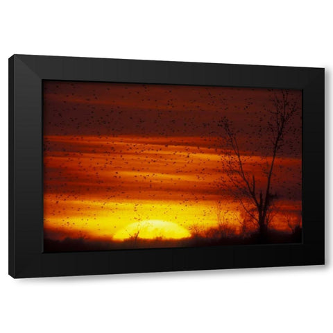Missouri Blackbirds silhouetted at sunset Black Modern Wood Framed Art Print with Double Matting by Morris, Arthur