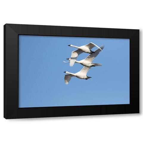 Trumpeter Swans-Cygnus buccinator-in flight Riverlands Migratory Bird Sanctuary-West Alton-Missouri Black Modern Wood Framed Art Print by Day, Richard and Susan
