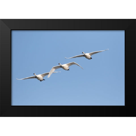 Trumpeter Swans-Cygnus buccinator-in flight Riverlands Migratory Bird Sanctuary-West Alton-Missouri Black Modern Wood Framed Art Print by Day, Richard and Susan
