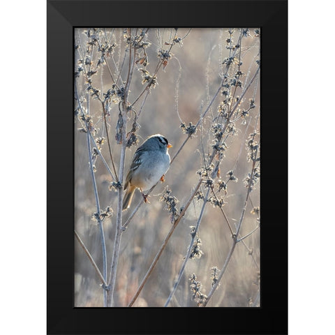 White-crowned Sparrow-Zonotrichia leucophrys-St-Charles County-Missouri Black Modern Wood Framed Art Print by Day, Richard and Susan