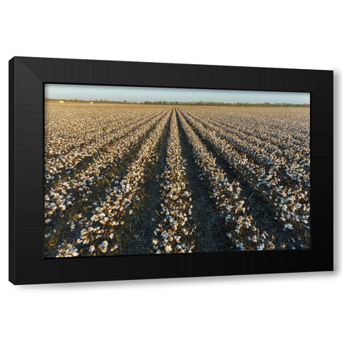 Cotton field at sunset-Stoddard County-Missouri Black Modern Wood Framed Art Print with Double Matting by Day, Richard and Susan