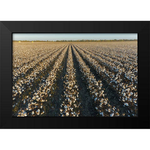 Cotton field at sunset-Stoddard County-Missouri Black Modern Wood Framed Art Print by Day, Richard and Susan