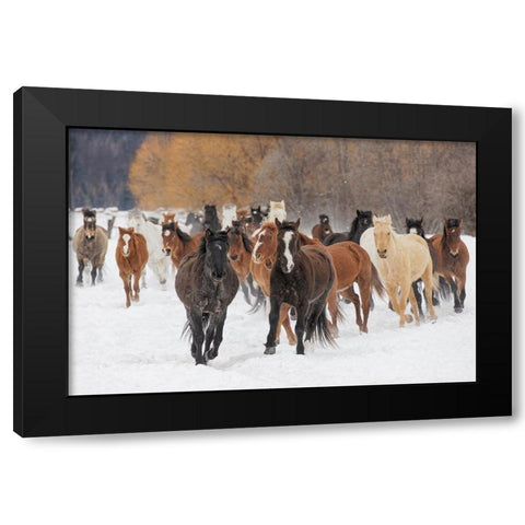 Rodeo horses running during winter roundup-Kalispell-Montana Black Modern Wood Framed Art Print by Jones, Adam