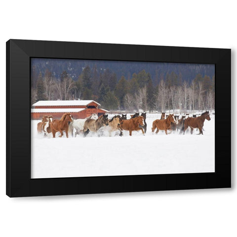 Rodeo horses running during winter roundup-Kalispell-Montana Black Modern Wood Framed Art Print by Jones, Adam